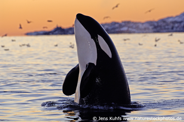 Orca, Norway