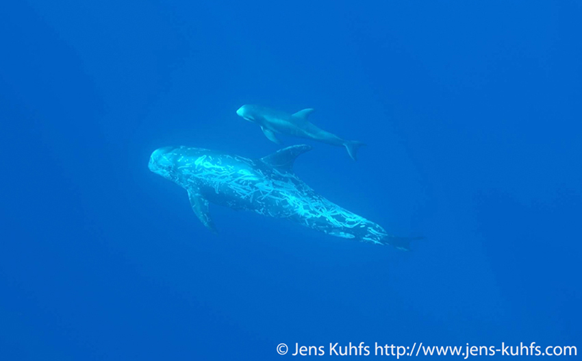 Risso's dolphin (Grampus griseus) mother and calf, Azores, Portugal