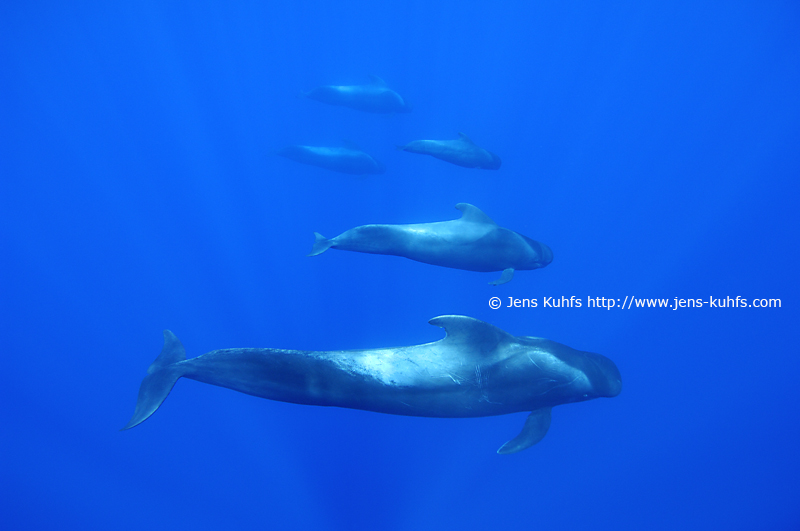 Short-Finned Pilot whales Azores Pico island Portugal