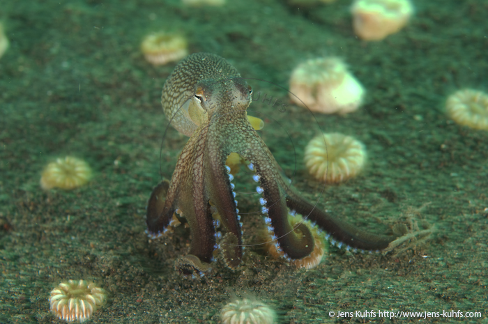 Veined Octopus or Coconut Octopus Amphioctopus marginatus Veined Octopus - Puri Jati - Bali Indonesia