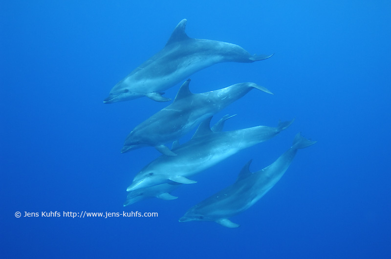 A group of bottlenose dolphins, Tursiops truncatus, Azores Islands, Portugal, North Atlantic