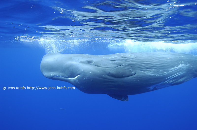 Sperm whale Azores