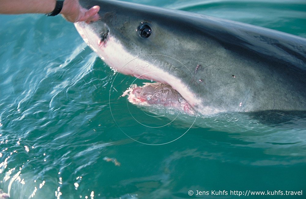 The great white shark, Carcharodon carcharias, White Shark, South Africa